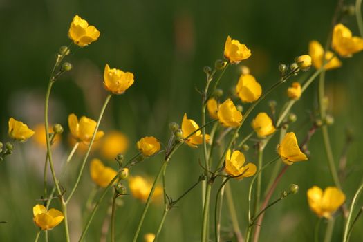 Buttercup in the sun