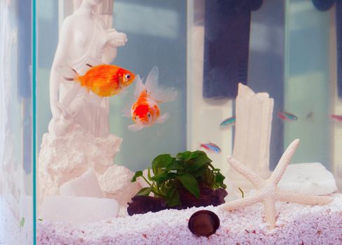 Aquarium with pearlscale goldfish and neon fish