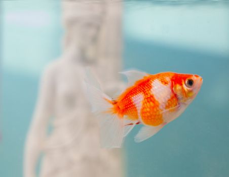 Pearlscale goldfish in close up, swimming in a bowl