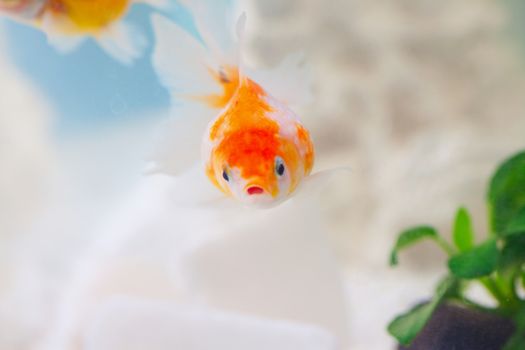 Pearlscale goldfish in close up, swimming in a bowl