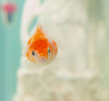 Pearlscale goldfish in close up, swimming in a bowl