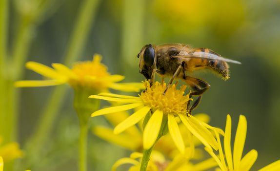 yellow blossom with bee insect looking for honey