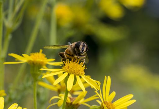 yellow blossom with bee insect looking for honey