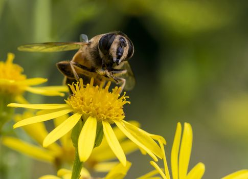 yellow blossom with bee insect looking for honey