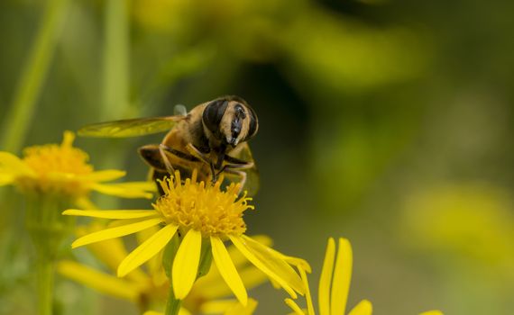 yellow blossom with bee insect looking for honey