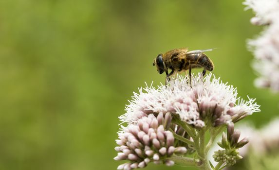 pink wild flower with bee insect looking for honey