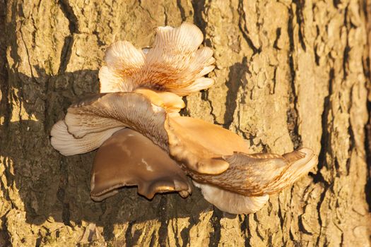 tree Fungi mushroom fungus in the wood