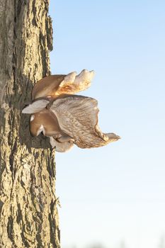 tree Fungi mushroom fungus in the wood