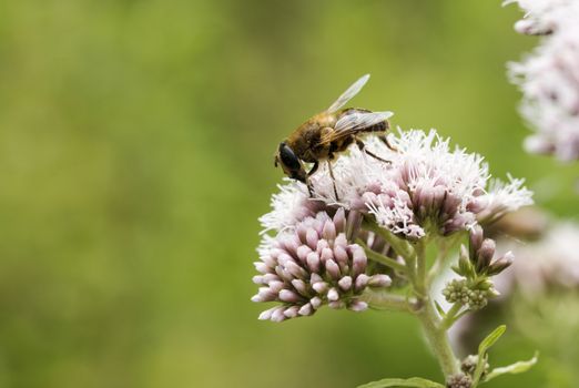 pink wild flower with bee insect looking for honey