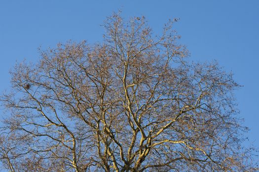 Tree in winter treetop no leafs and clear blue sky