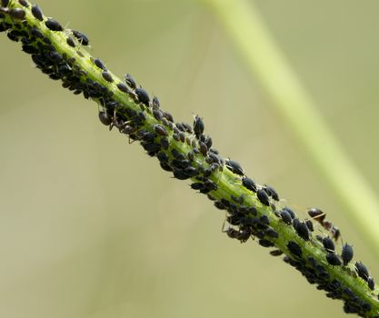ants and louse on green plant