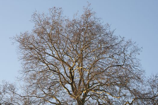 Tree in the winter treetop no leafs and clear blue sky.