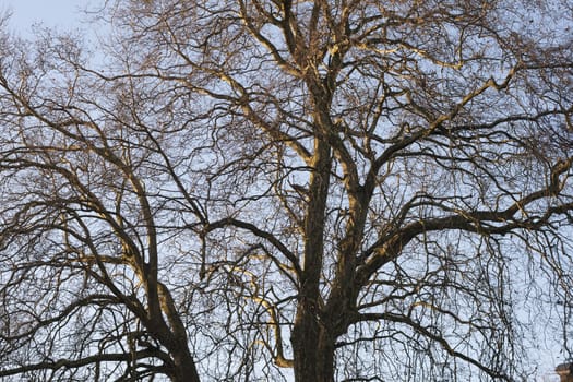 Tree in the winter treetop no leafs and clear blue sky.