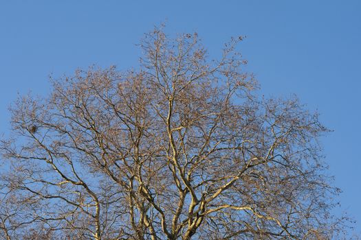 Tree in the winter treetop no leafs and clear blue sky.