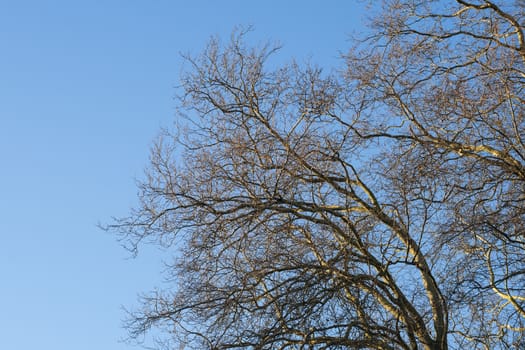 Tree in the winter treetop no leafs and clear blue sky.