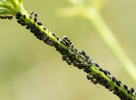 ants and louse on green plant