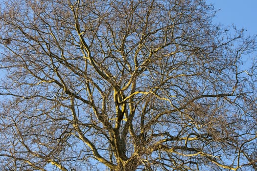 Tree in the winter treetop no leafs and clear blue sky.