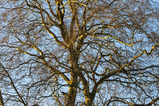 Tree in the winter treetop no leafs and clear blue sky.