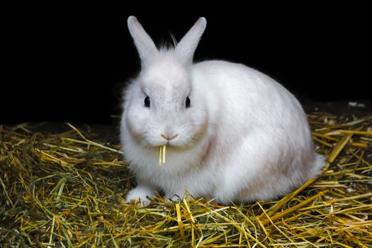White bunny rabbit in the hay and straw