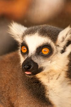 Ring tailed lemurs prosimians in the sun