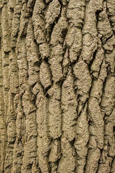 rough surface bark of willow