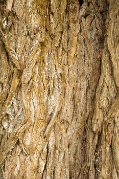 rough surface bark of willow