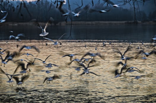 Seagulls in flight over Lake Varese, Lombardy - Italy