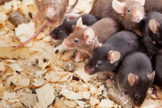 Photo of little brown and black laboratory mouses