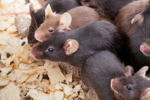 Photo of little brown and black laboratory mouses