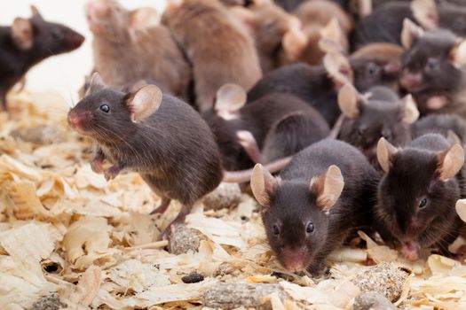 Photo of little brown and black laboratory mouses