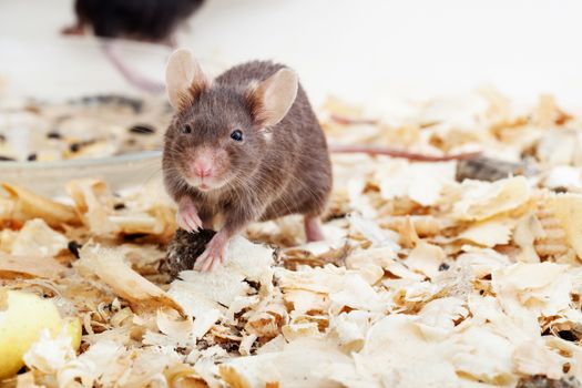 Photo of little brown mouse on sawdust