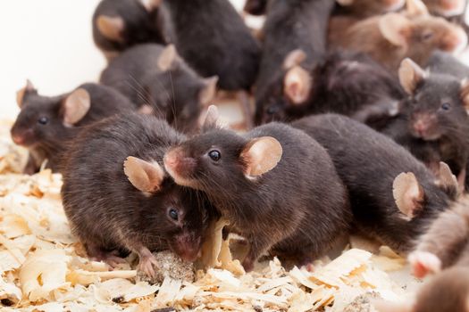 Photo of little brown and black laboratory mouses