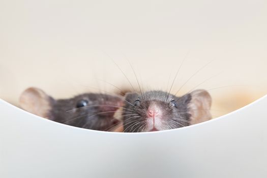 Photo of two mouses look out the partition