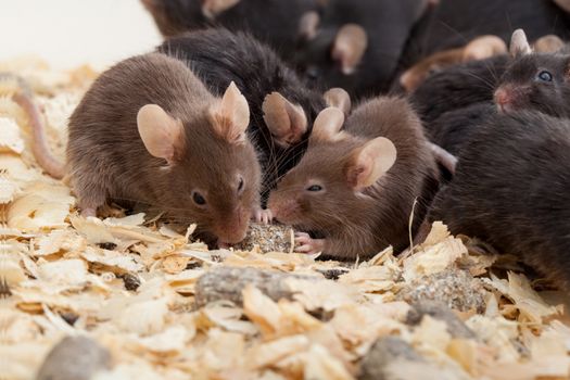 Photo of little brown and black laboratory mouses