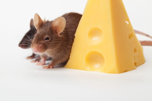 Two mouses with a slice of swees cheese