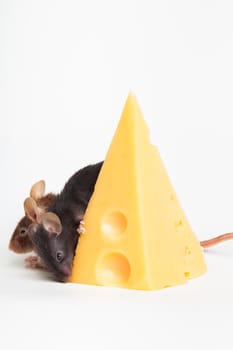 Two mouses with a slice of swees cheese