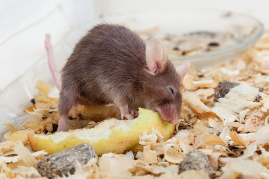 Photo of little brown mouse eating apple