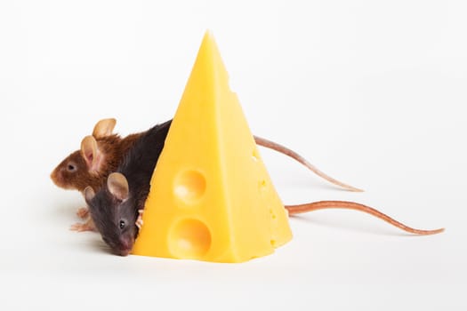 Two mouses with a slice of swees cheese