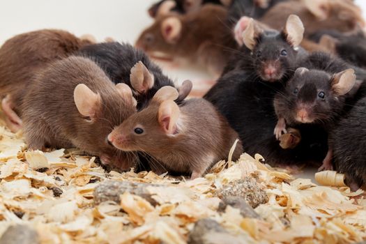 Photo of little brown and black laboratory mouses