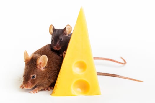 Two mouses with a slice of swees cheese, isolated on white