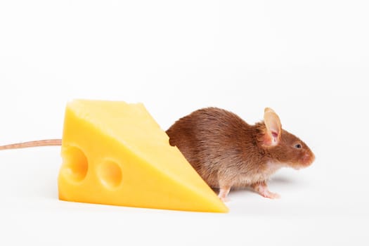 Mouses with a big slice of swees cheese, isolated on white