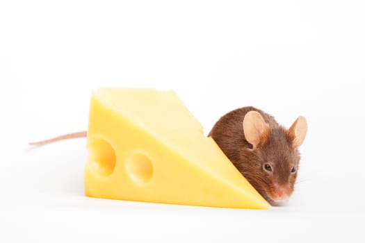 Mouses with a big slice of swees cheese, isolated on white