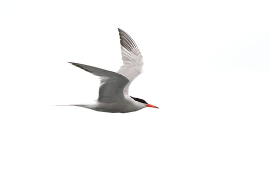 Common tern in flight isolated on white background - Sterna Hirundo -  