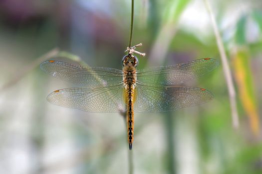 Dragonfly hanging on a plant twig against blurred background Closeup Macro