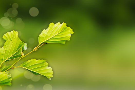 Alder twig with green leaves on blurred a dark green background