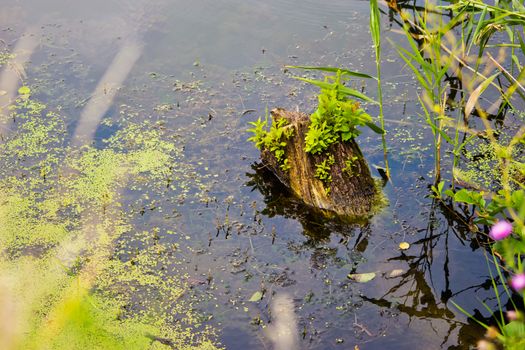 old tree stump sticking out of the water, covered with twigs of young shoots