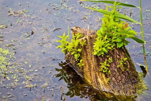 old tree stump sticking out of the water, covered with twigs of young shoots