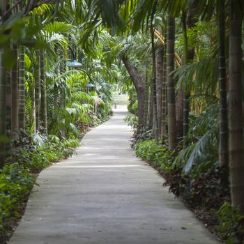 Way forward With trees on both sides. Inside garden of nature.