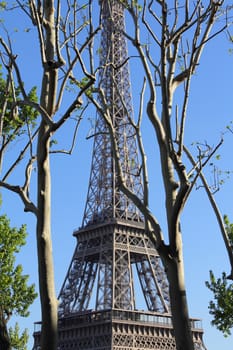 View on Eiffel tower through spring trees