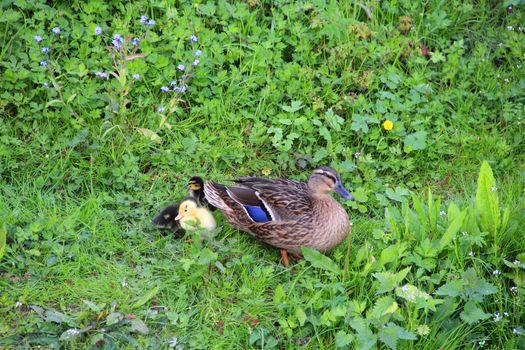 Mother-duck and ducklings sitting on fresh green grass